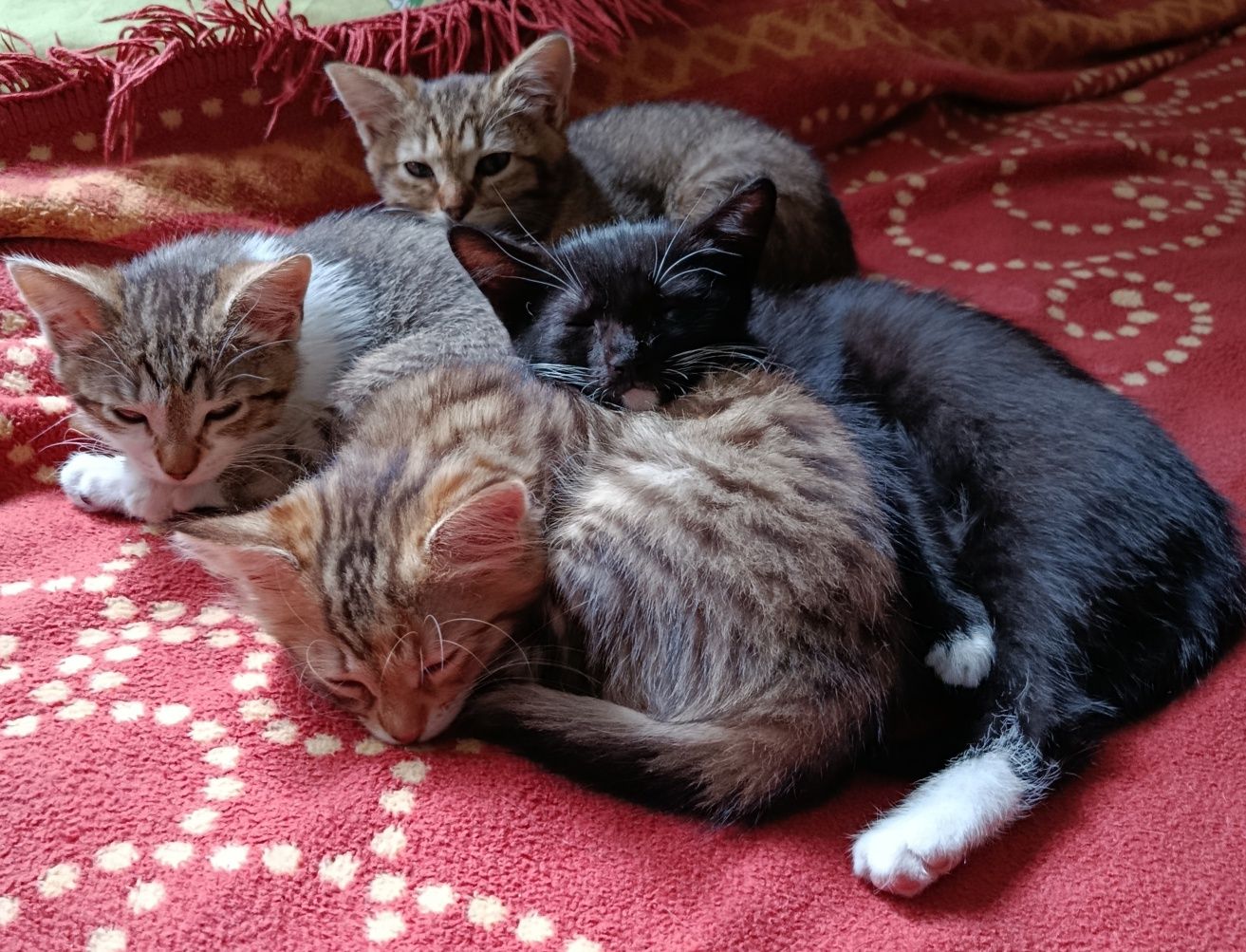 Кошенята в добрі руки