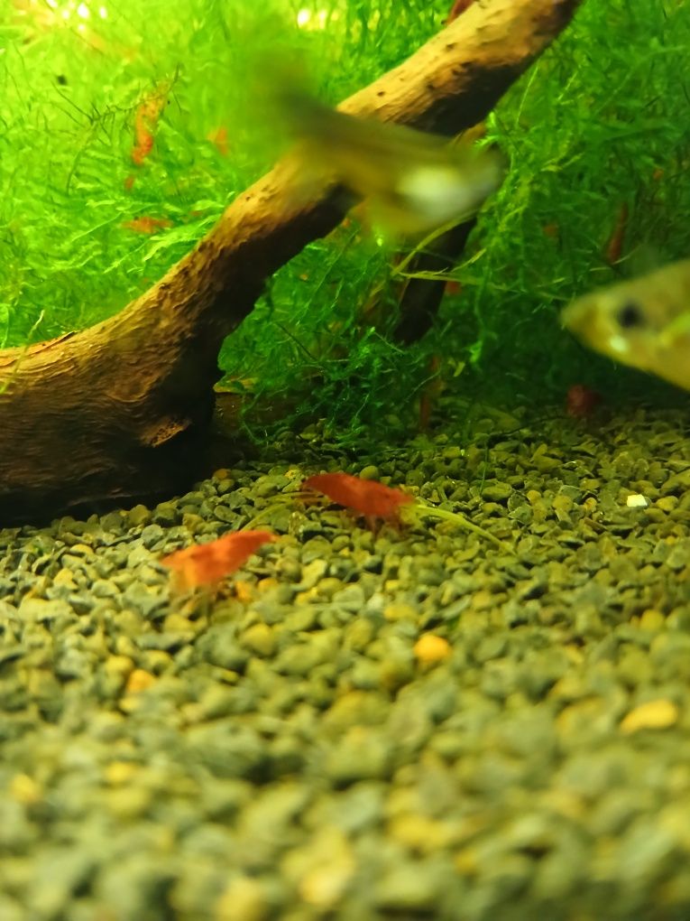 Sprzedam krewetki red chery