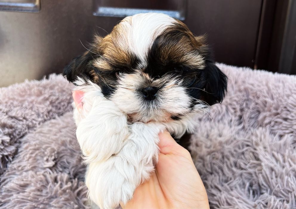 Shih Tzu suczka piesek