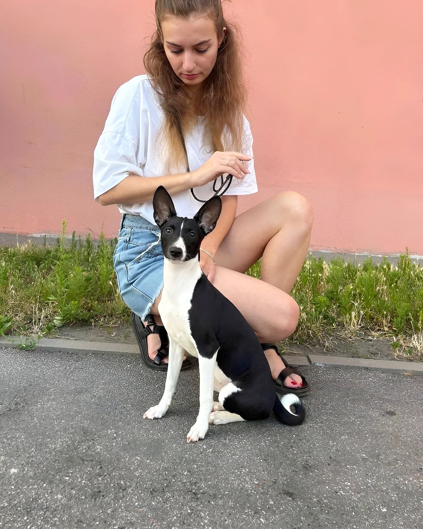 Щенок басенджи шоу класса девочка