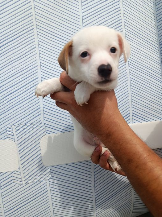 Джек Рассел щенки