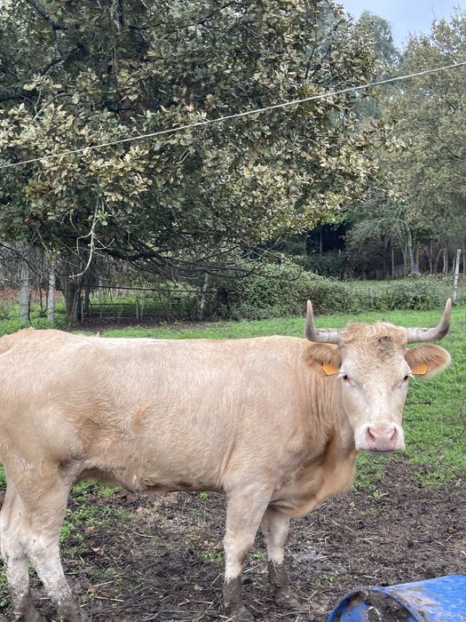 Vaca charolesa possivelmente prenha ( super mansa)