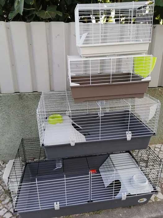 Coelhos anões, heddy, Angorá, hôland, KIT completo