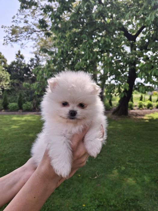 Szpic miniaturowy pomeranian chlopak