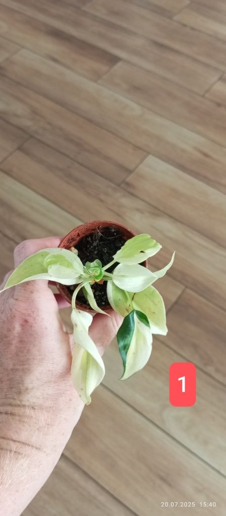 Philodendron gabby cream splash