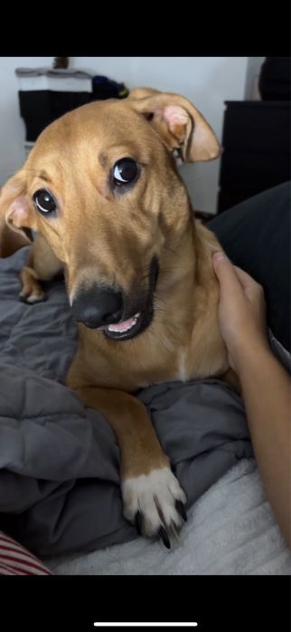 Cão para doar muito brincalhão