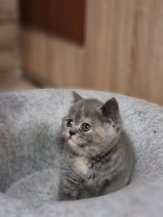 Kocięta dziewczynka krótko włosa