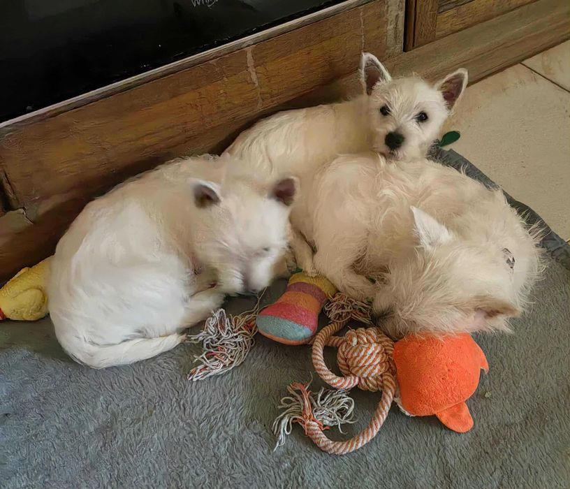 West Highland White Terrier ZKwP.