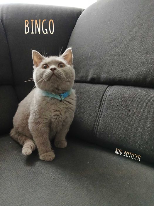 Kocur Brytyjski krótkowłosy liliowy z RODOWODEM Bingo