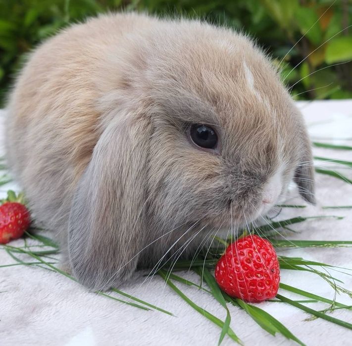 KIT Coelhos anões orelhudos, mini lop adoráveis e super inteligentes