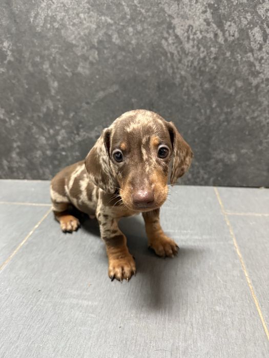 Teckel choco Arlequim