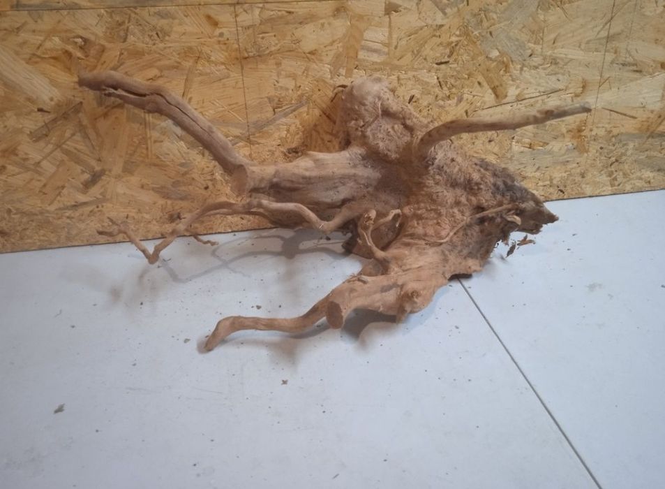 Korzeń Red Moore Woody 87