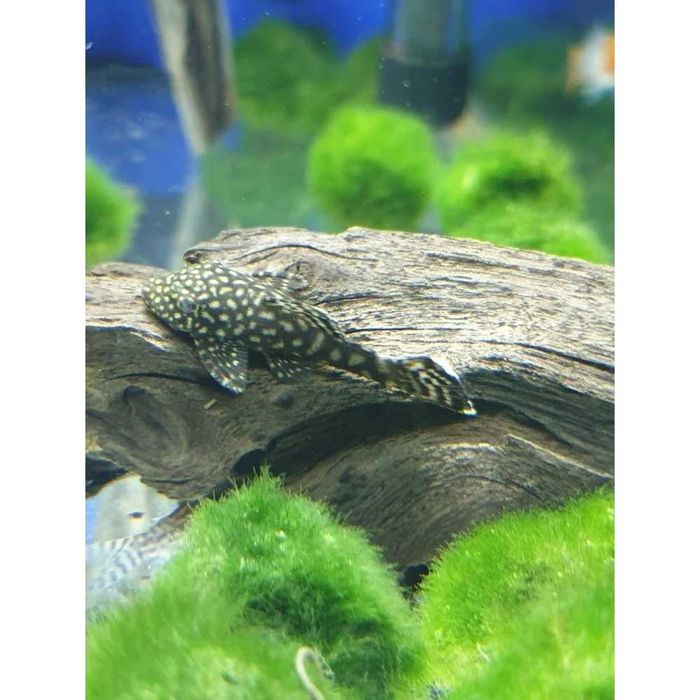 Zbrojniki ancistrus pospolity