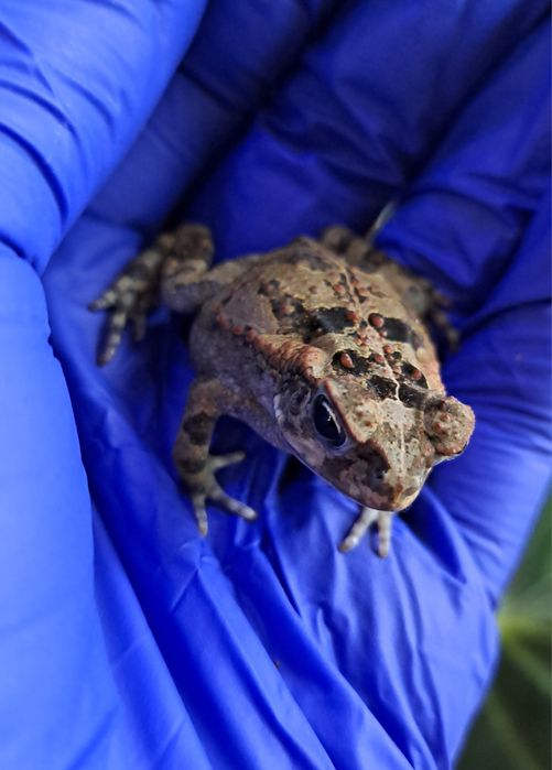 Ropucha Aga/ polska hodowla/ płazy egzotyczne