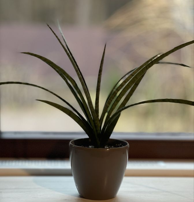 Сансевієрія (сансевиерия)