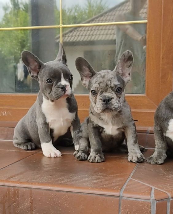 Buldog francuski dziewczynka