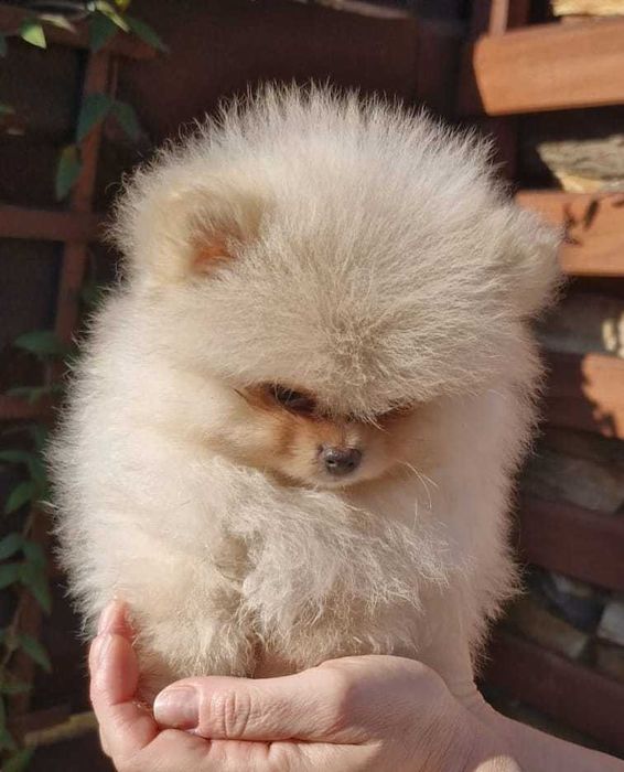 Szpic miniaturowy pomeranian FCI