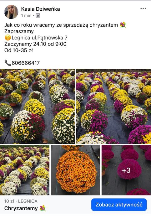 Chryzantemy Legnica