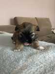 Shih tzu.
