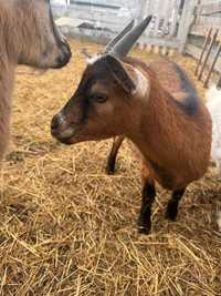 Голандський гном декоративна коза камерунська міні