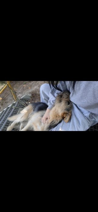 Petsitter opiekun dla zwierzat