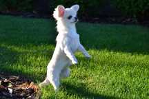 dziewczyna Chihuahua