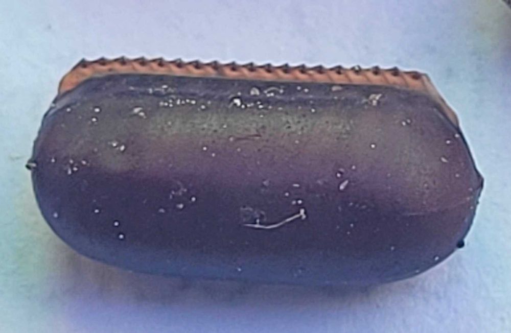 Jaja karaczana tureckiego ooteki karaczan turecki.