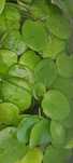 plantas aquário - Limnobium Laevigatum