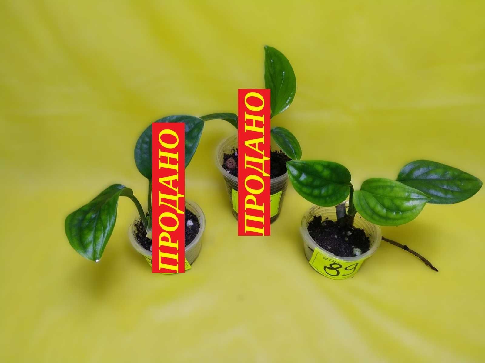 ‼️УНІКАЛЬНА Монстера ПІННАТИПАРТИТА або Monstera Pinnatipartita