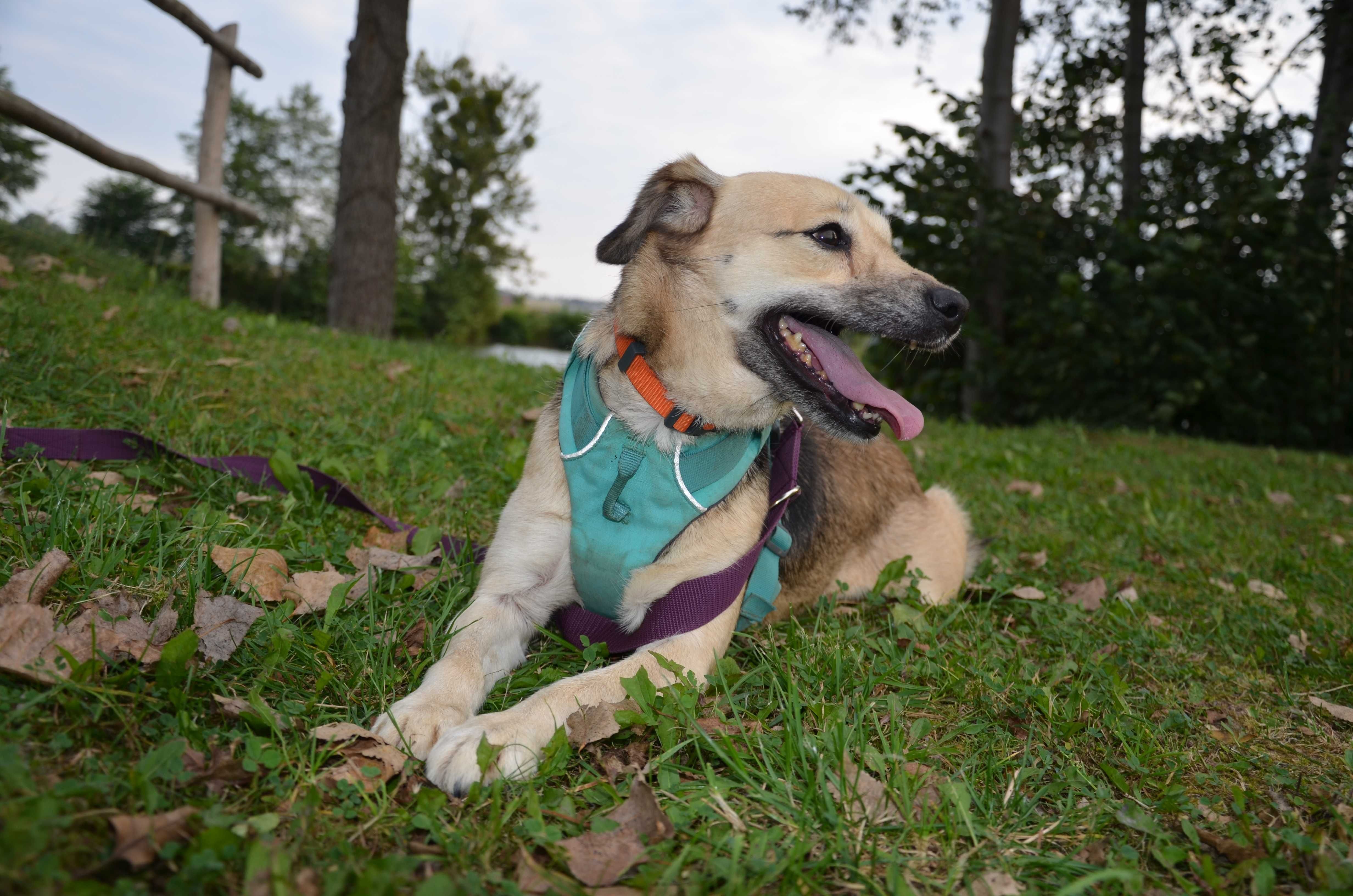 Spacja - mała, sunia, szukająca swego domu i człowieka - do adopcji.