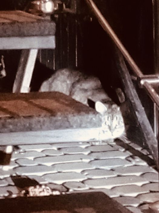 Знайдено помічено тигрову кішку. Тигровий кіт