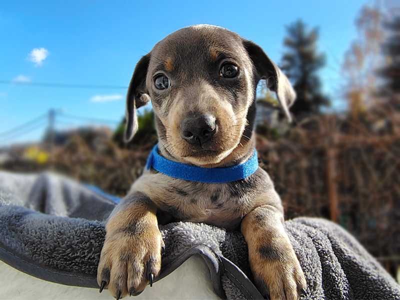 ZAREZERWOWANY Jamnik SAMIEC Blue Merle Podpalany krótkowłosy COBALT