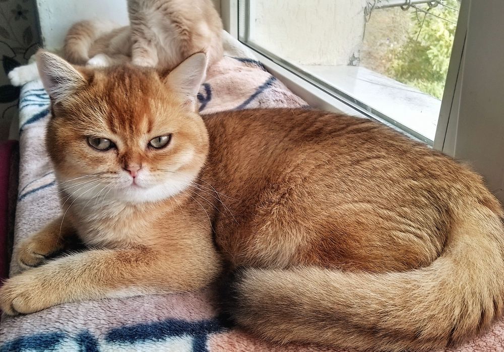 Золотий красунчик, шиншилла