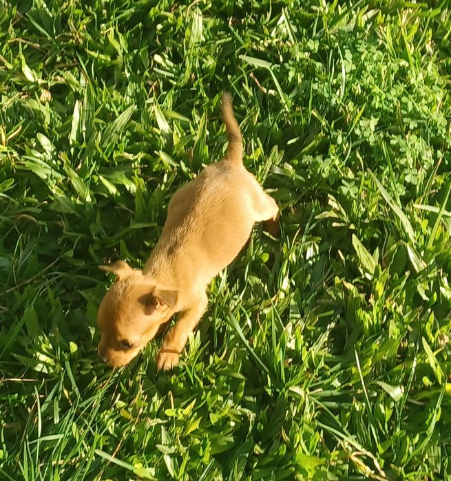 Fêmea pinscher miniatura