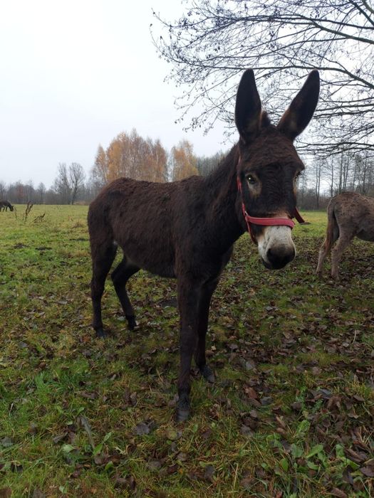 Oślica klacz osioł samica osiołek oaza spokoju