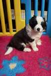 Border collie FCI suczka   linia show
