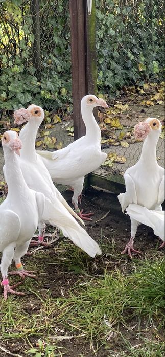 Gołębie kariery białe