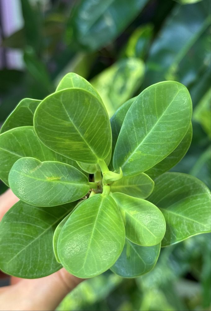 Фикус cv. Green Islang variegated