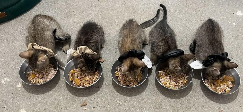 Kotki małe na wydanie