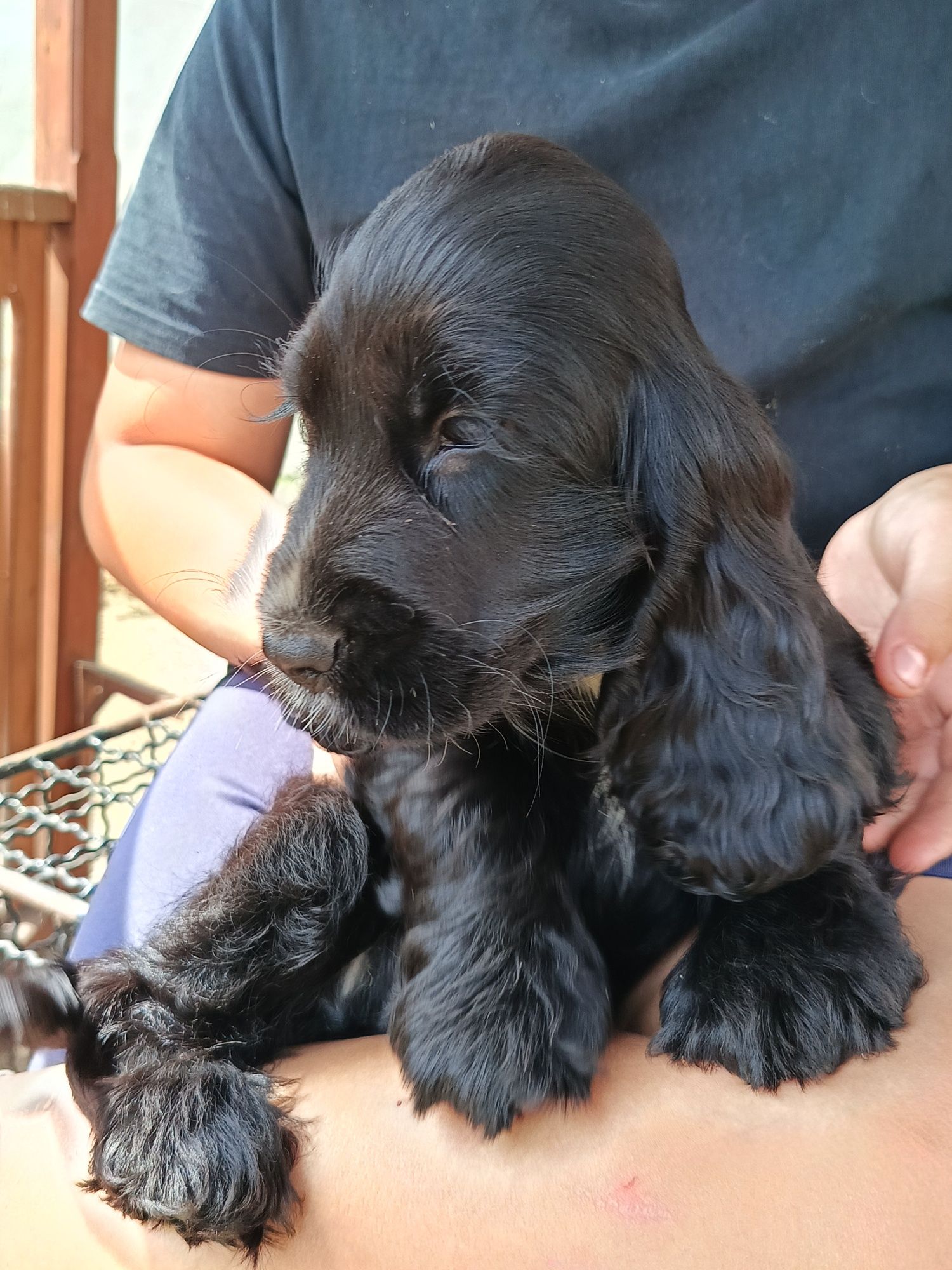 Cocker spaniel angielski