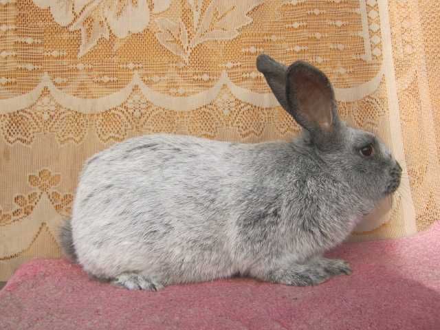 Кролі полтавське срібло