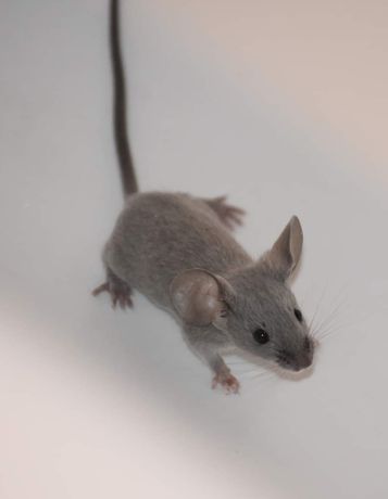 Mysz rasowa , myszy, mice, mouses ,gryzonie, myszy rasowe