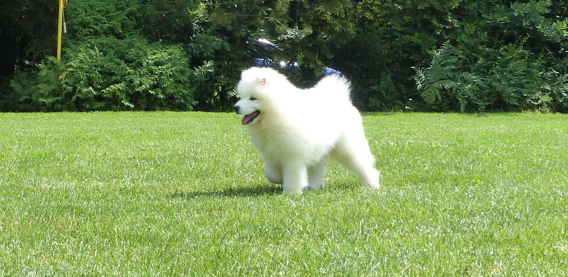 ... Samoyed / samojed chłopiec FCI ZKwP 2025 Wildness Siberian ...
