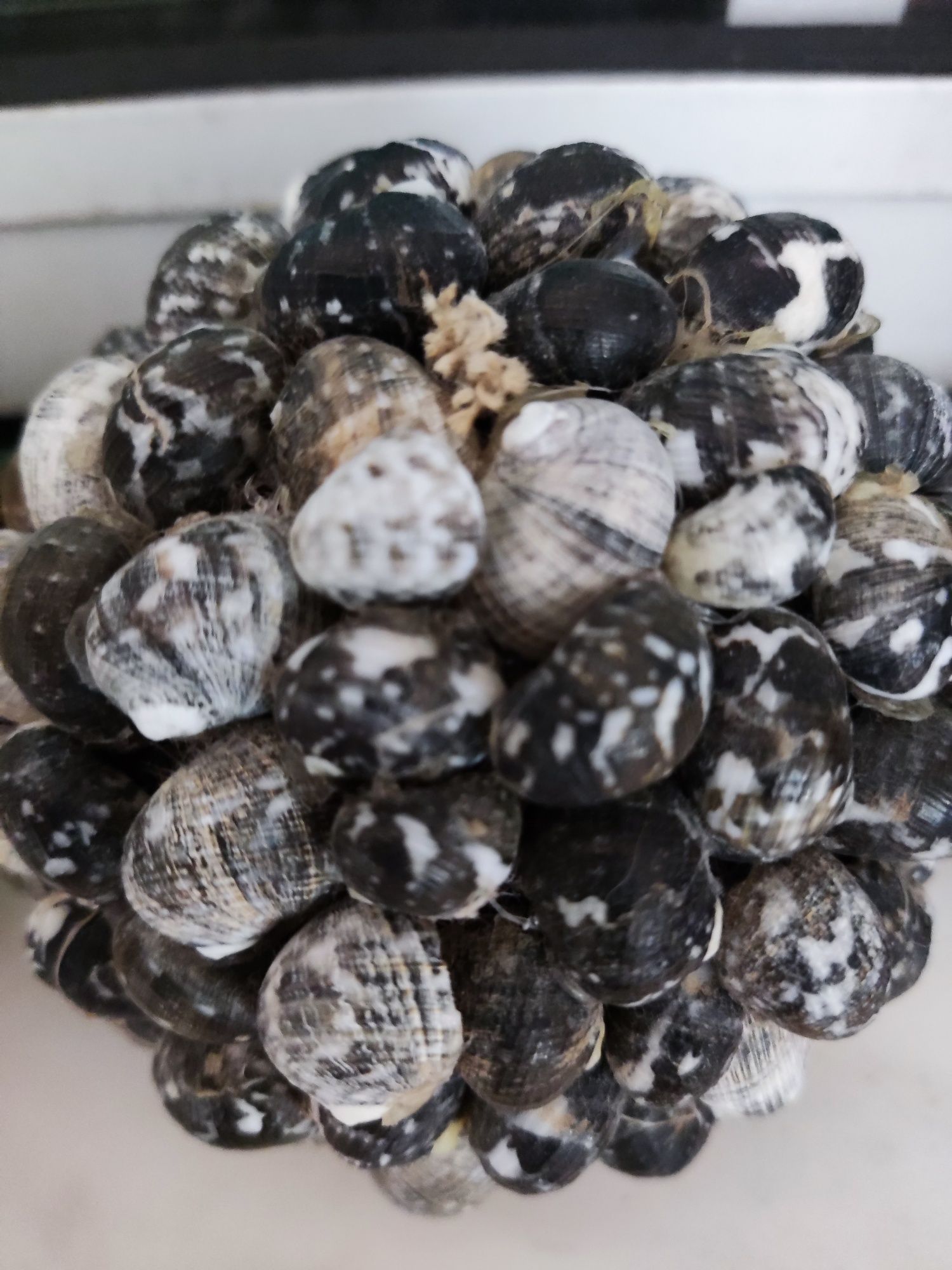 Bolas decorativas feitas de conchas