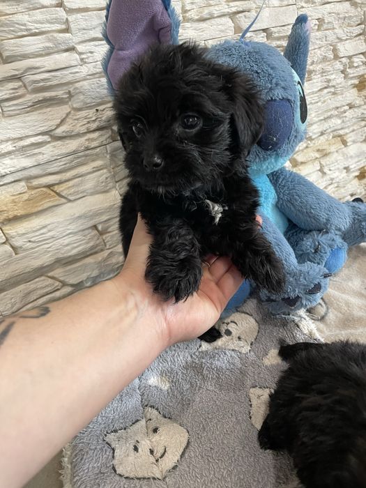 Yorkshire terrier york samiec black czarny