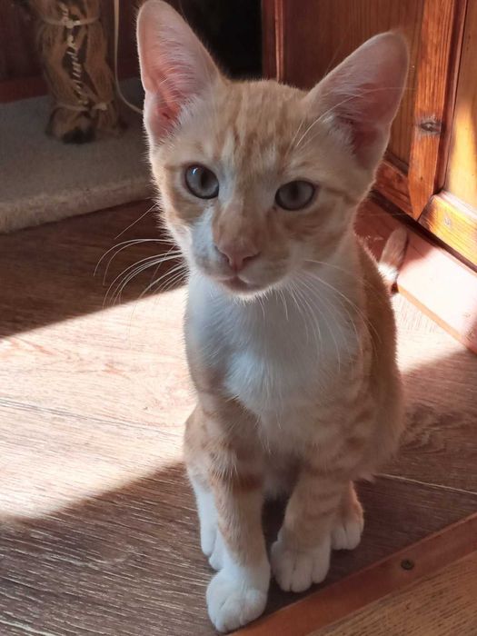 Рудий котик 4 місяці