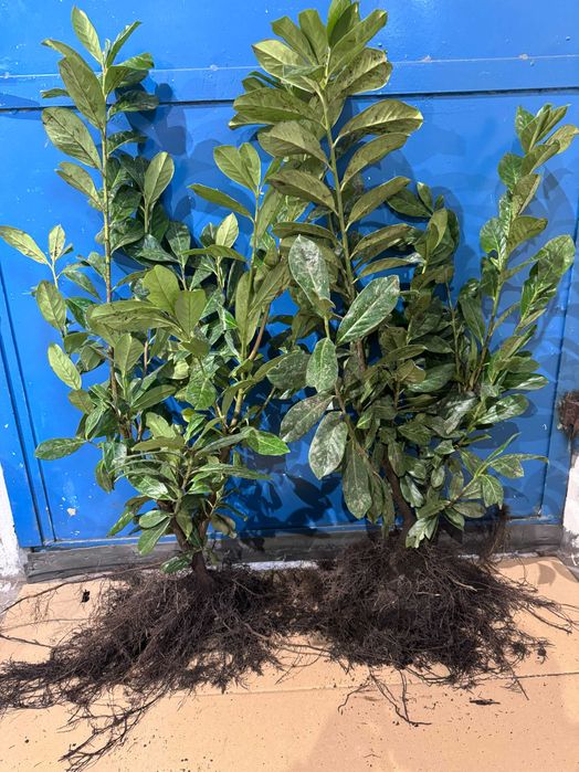 Laurowiśnia Novita sadzonki na żywopłot 100-130cm 3krotnie cięte