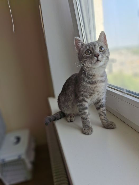 Кастрированный котёнок мальчик ищет дом! Котята! Отдам в хорошие руки