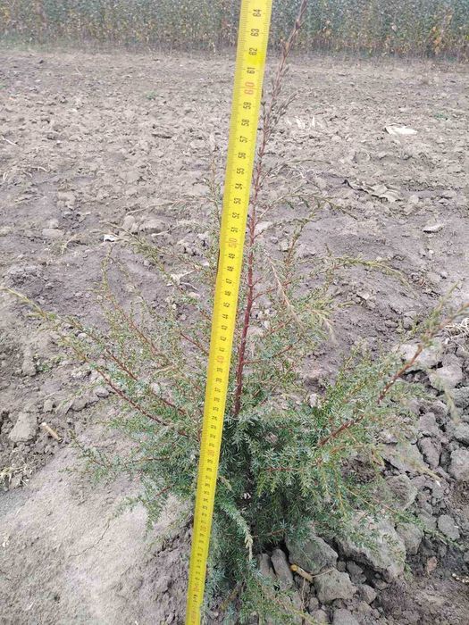 Декоративні рослини та плодово-ягідні культури.