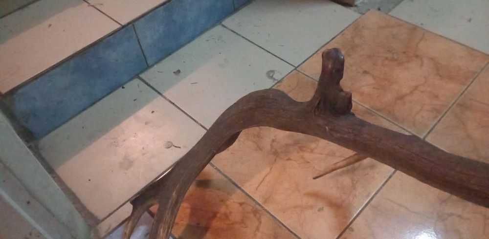 Super Mylkus jelenia